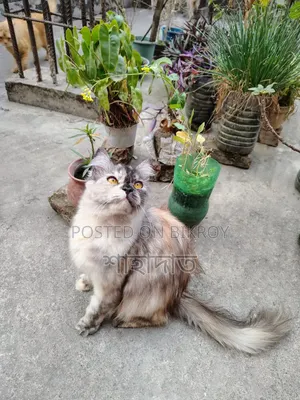 3-6 months Female Purebred Persian