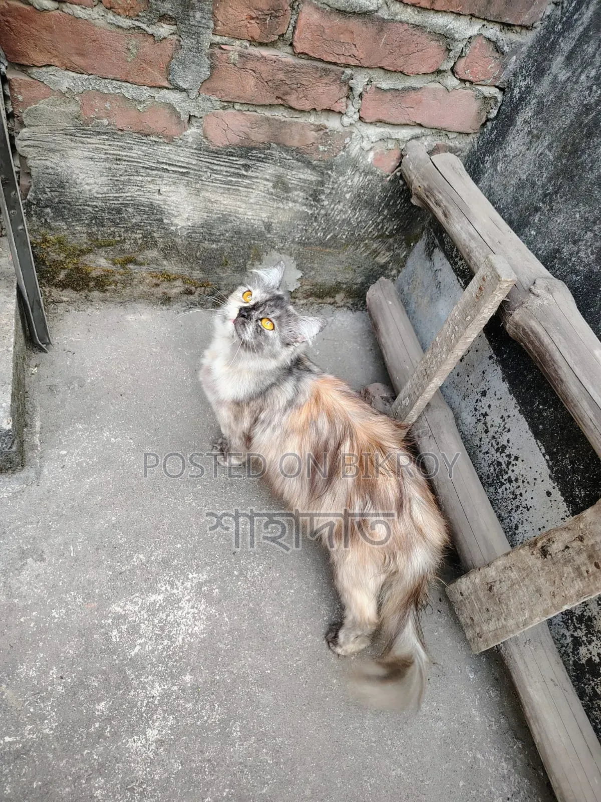 3-6 months Female Purebred Persian
