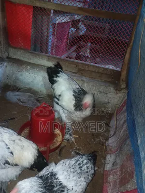 Light Brahma Chicken for Sale