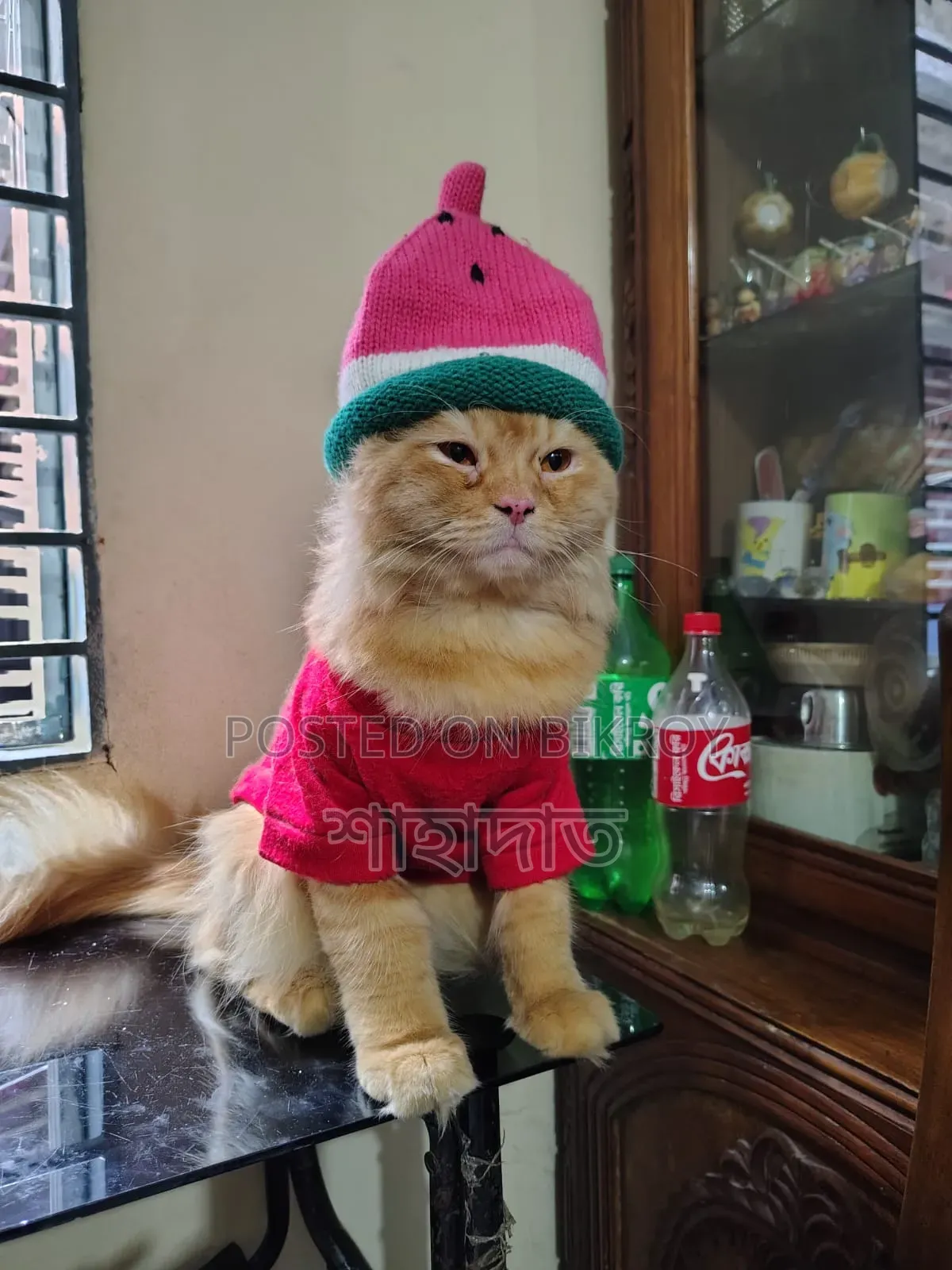 1+ year Male Purebred Persian
