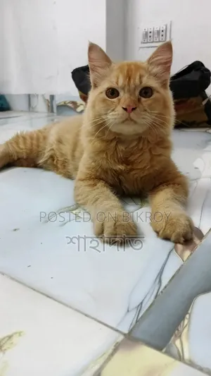 1+ year Male Purebred Persian