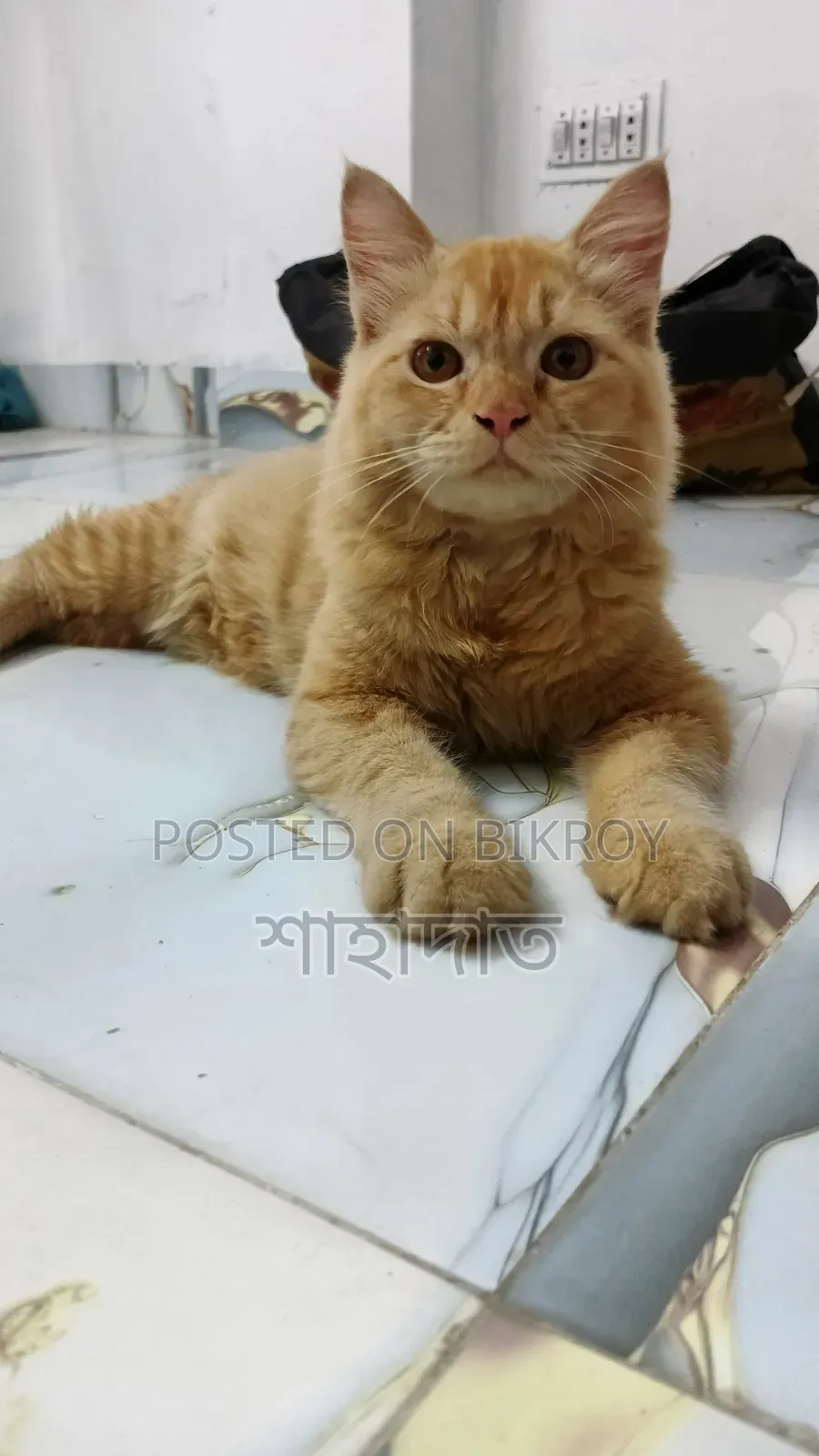1+ year Male Purebred Persian