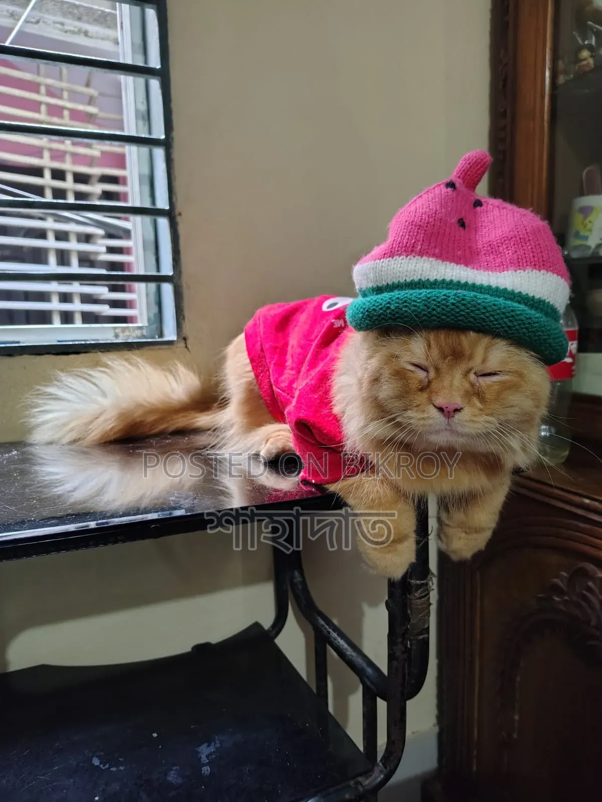 1+ year Male Purebred Persian
