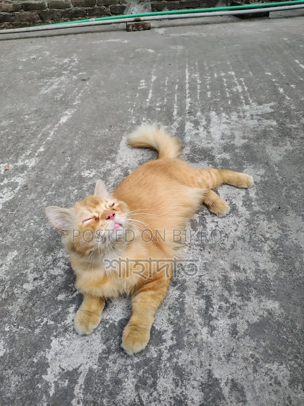 1+ year Male Purebred Persian