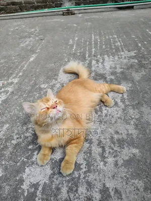 1+ year Male Purebred Persian