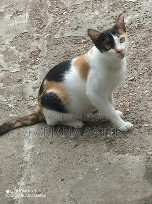 6-12 Months Female Mixed Breed Mongrel (No Breed)