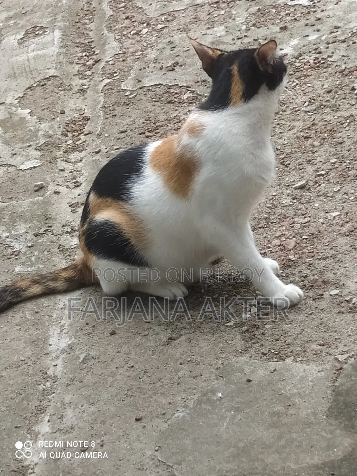 6-12 Months Female Mixed Breed Mongrel (No Breed)