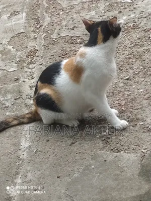 6-12 Months Female Mixed Breed Mongrel (No Breed)