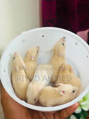 Hamster-Teddy-Face