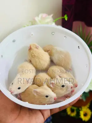 Hamster-Teddy-Face