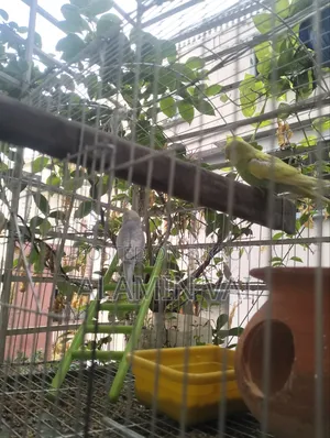 Budgerigar Bird Sale