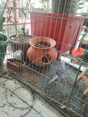 Budgerigar Bird Sale
