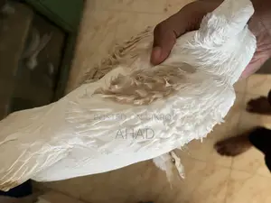 Frillback Kobutor ফ্রিলব্যাক কবুতর