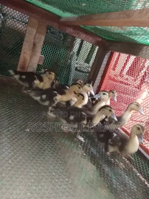 চিনা হাঁসের বাচ্চা