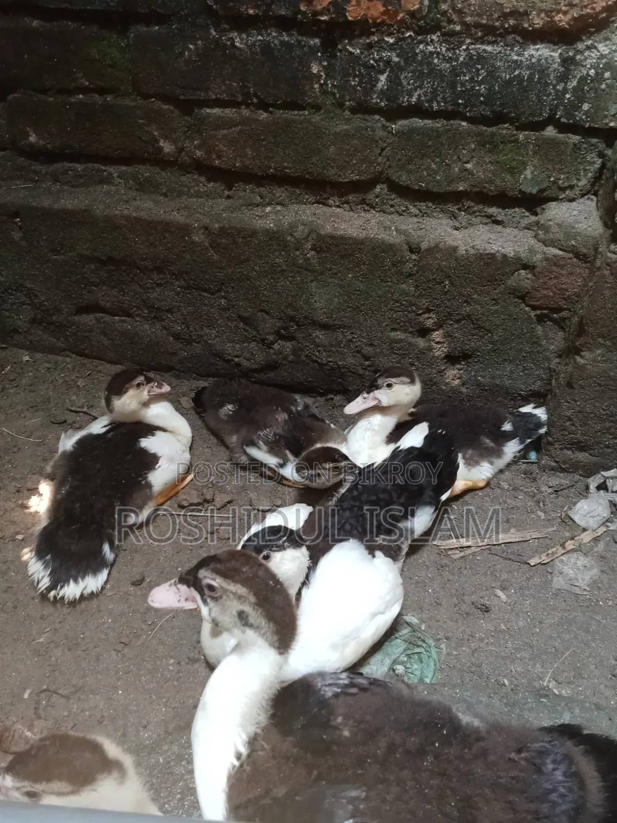 চিনা হাঁসের বাচ্চা