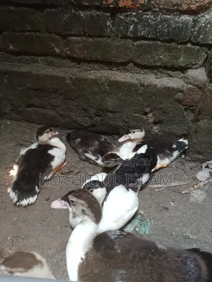 Muscovy Ducklings