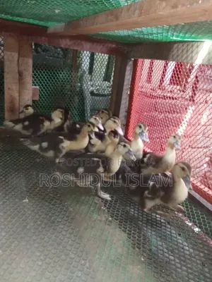 চিনা হাঁসের বাচ্চা