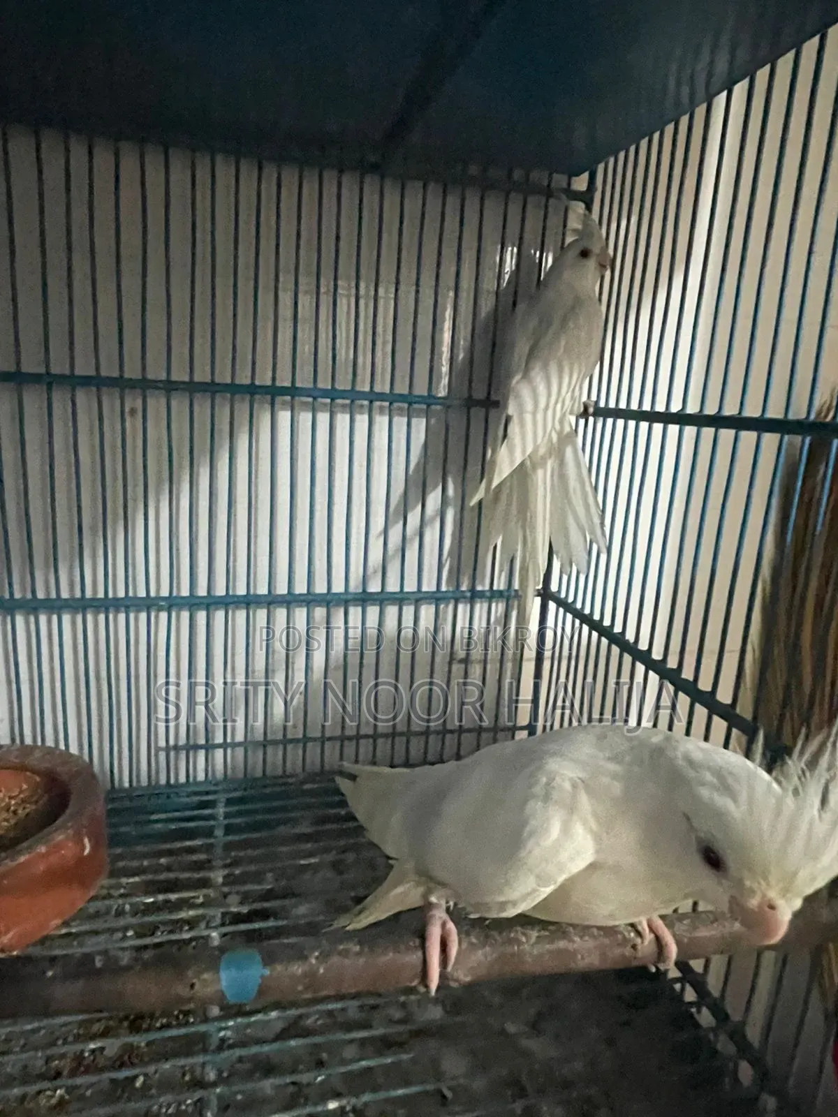 Cockatiel Bird