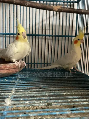Cockatiel Bird