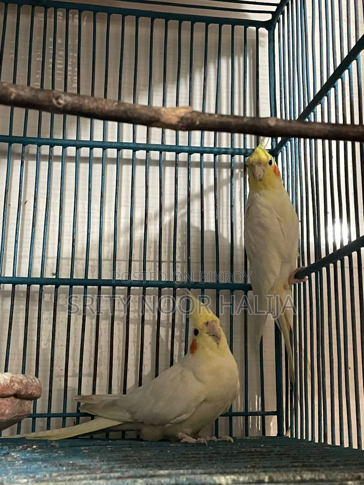 Cockatiel Bird