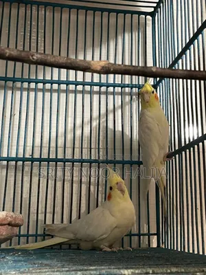 Cockatiel Bird
