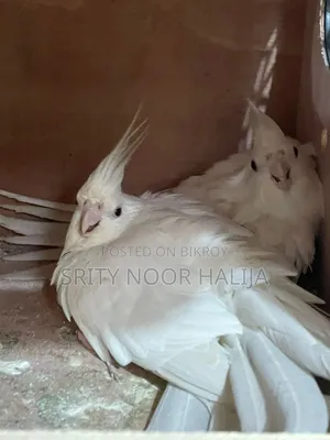 Cockatiel Bird