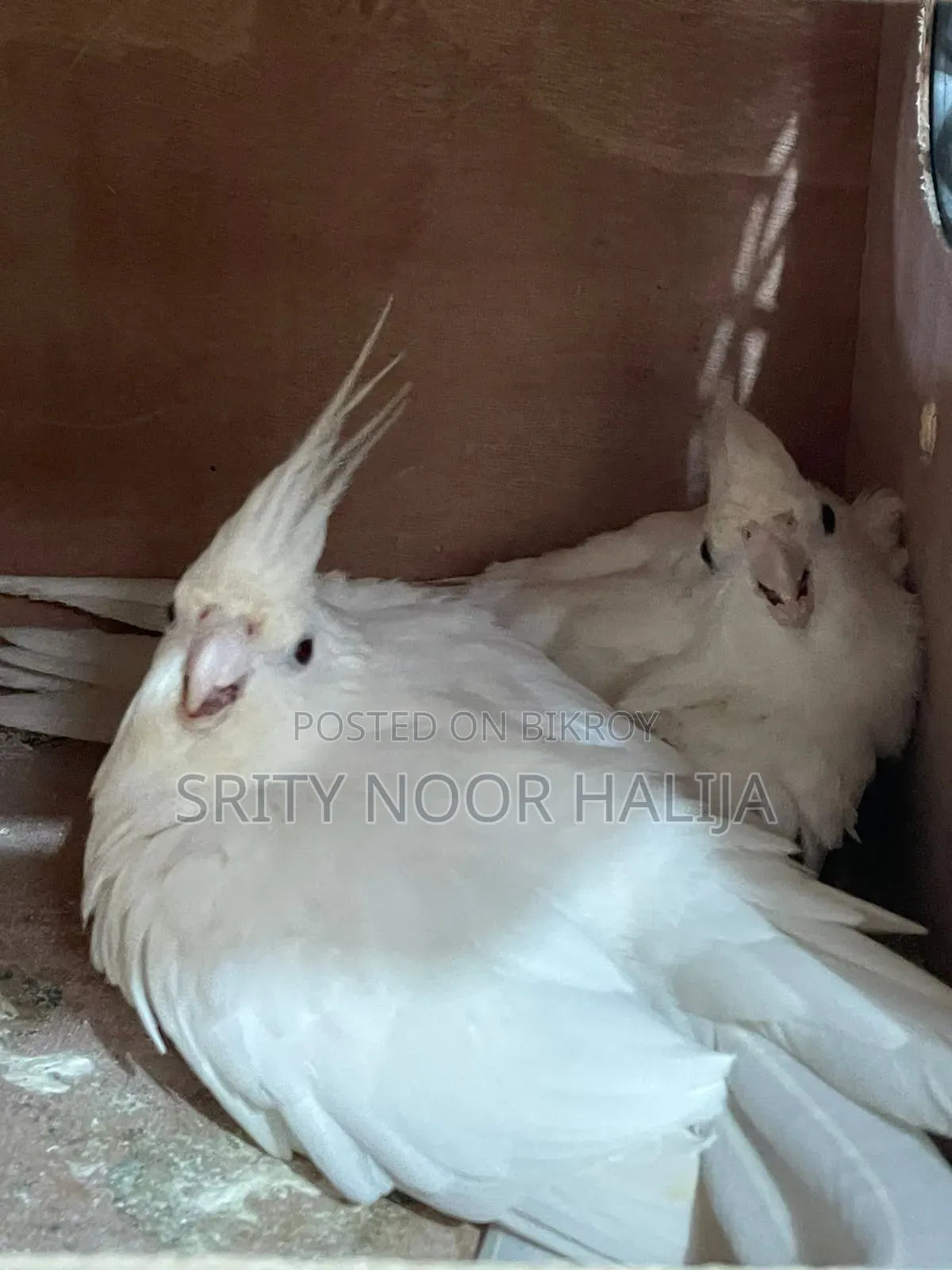 Cockatiel Bird