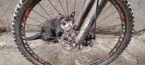 Fresh Condition Bicycle. Running Bicycle.