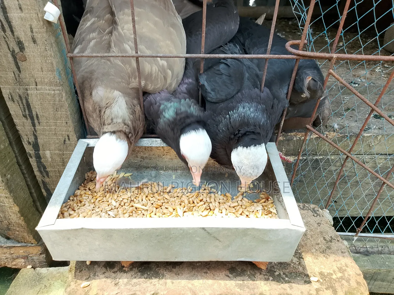 Mukhi Pigeon
