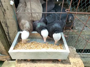 Mukhi Pigeon