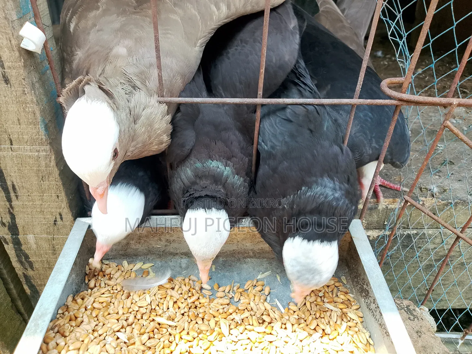 Mukhi Pigeon