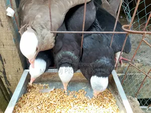 Mukhi Pigeon