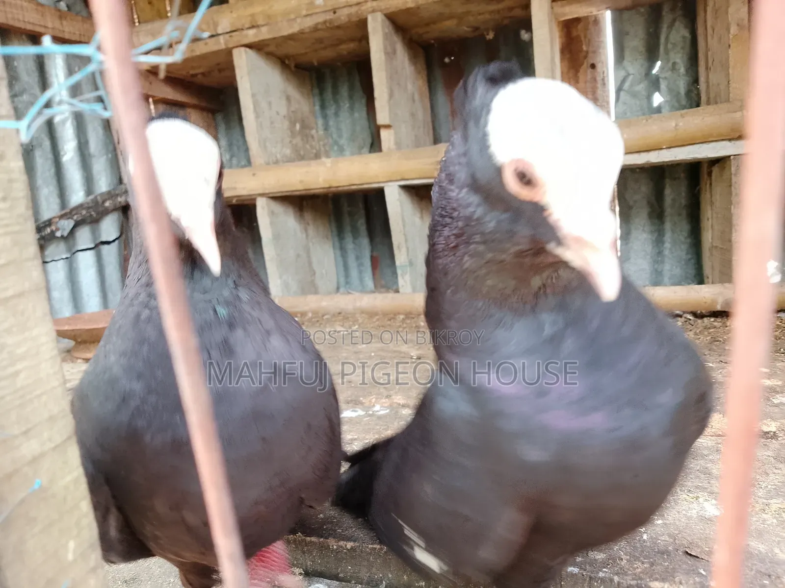 Mukhi Pigeon
