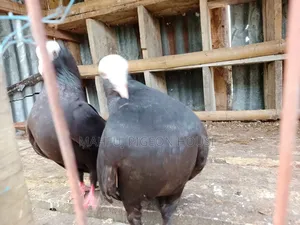 Mukhi Pigeon