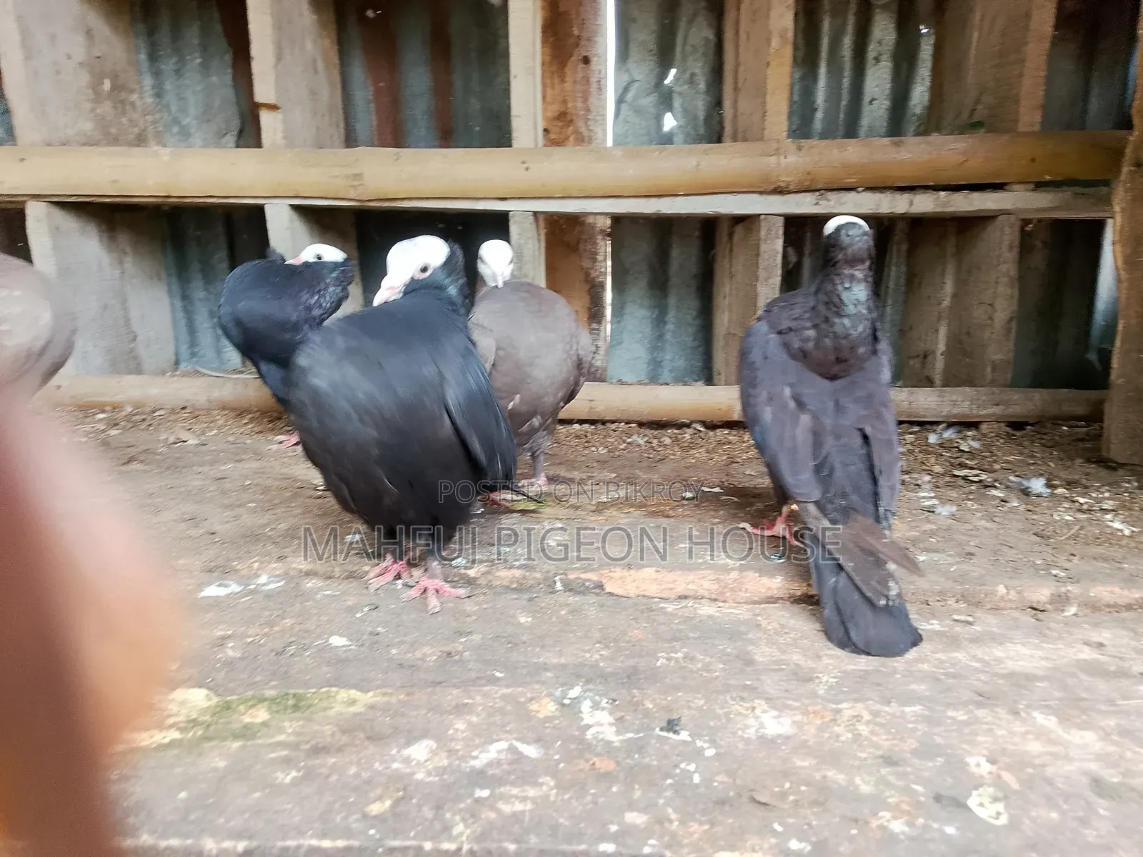 Mukhi Pigeon