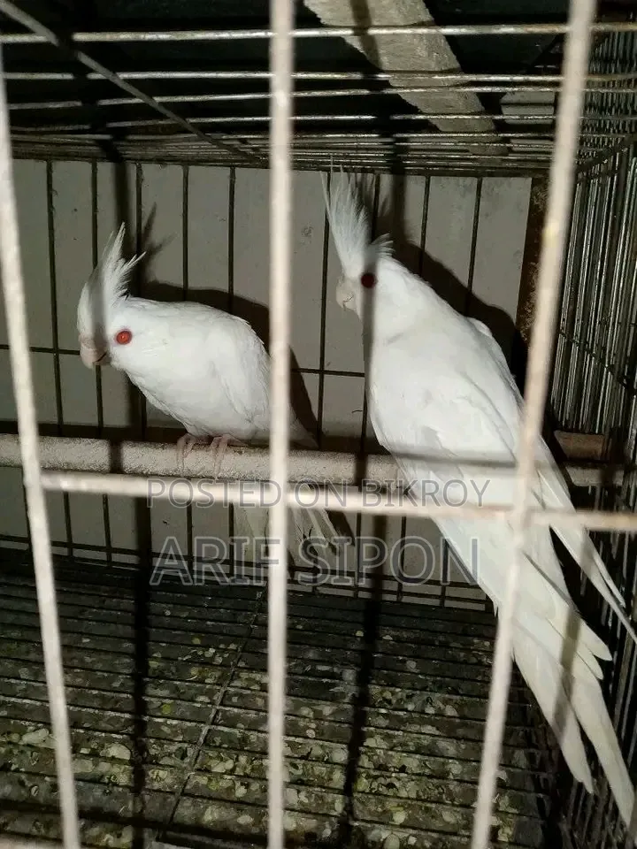 ককাটেল/কূনোর রানিং মাস্টার পেয়ার বিক্রি হবে