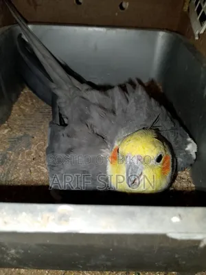 ককাটেল/কূনোর রানিং মাস্টার পেয়ার বিক্রি হবে