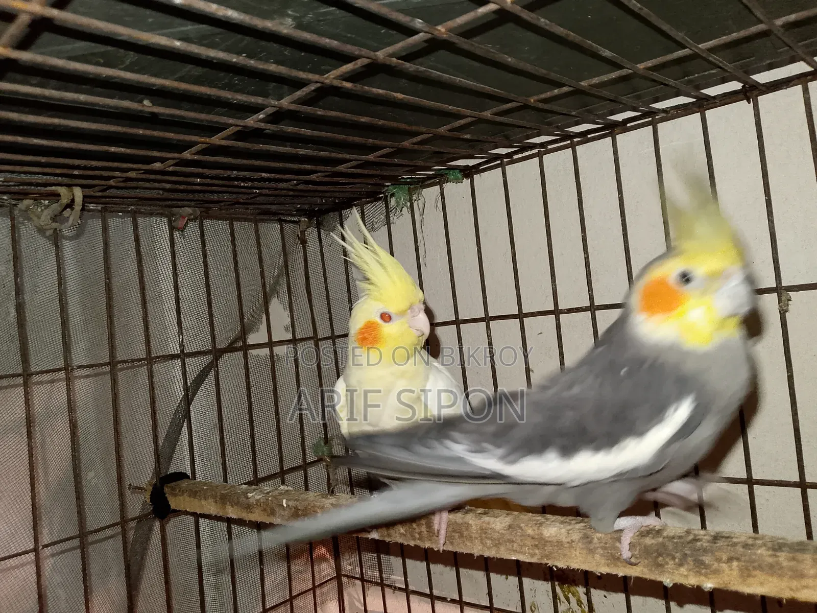 ককাটেল/কূনোর রানিং মাস্টার পেয়ার বিক্রি হবে