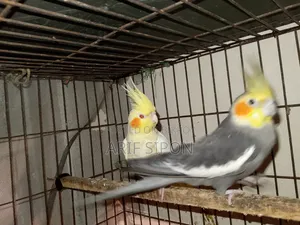 ককাটেল/কূনোর রানিং মাস্টার পেয়ার বিক্রি হবে