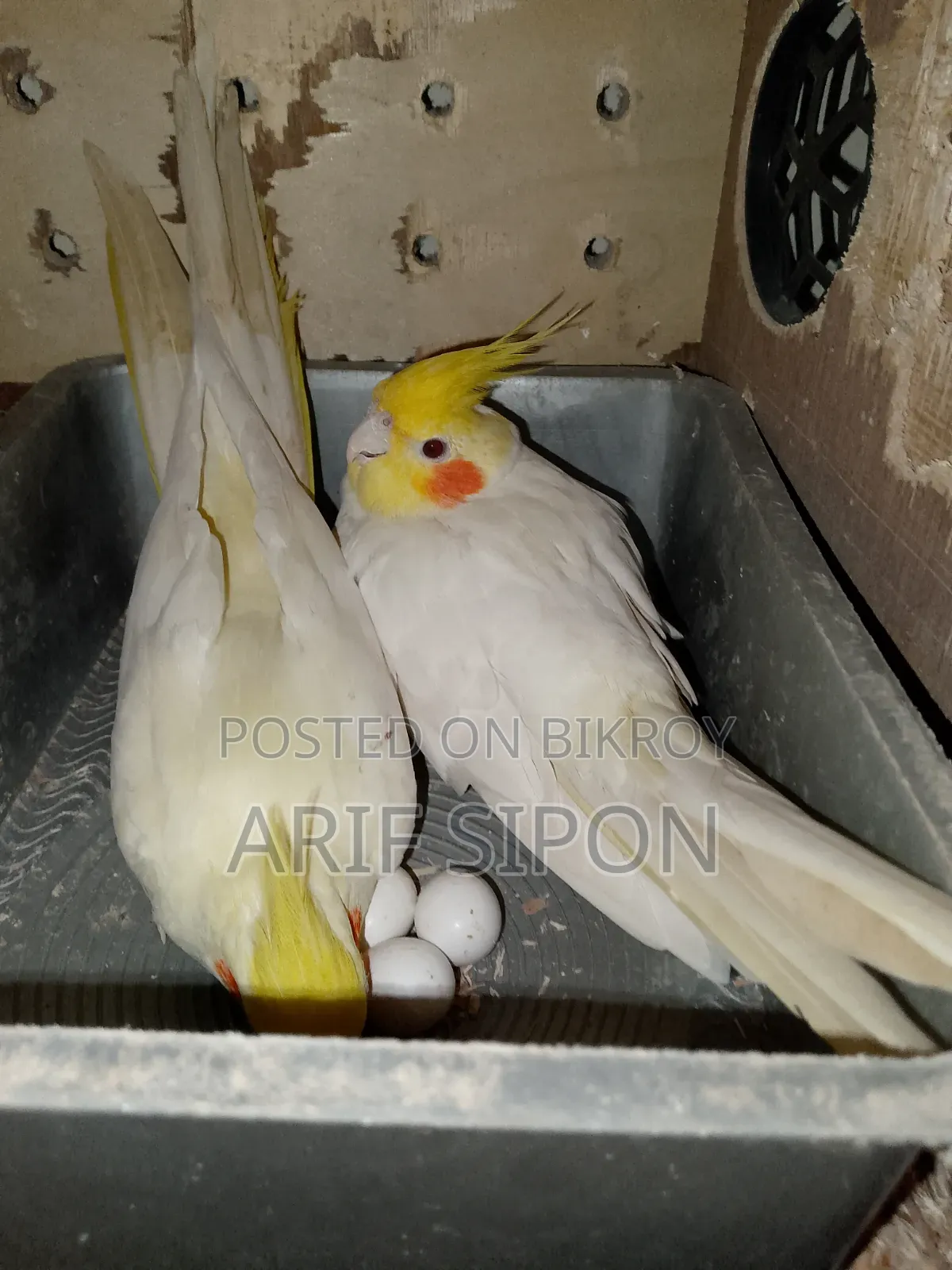 ককাটেল/কূনোর রানিং মাস্টার পেয়ার বিক্রি হবে