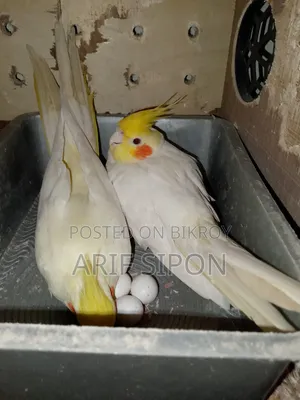 ককাটেল/কূনোর রানিং মাস্টার পেয়ার বিক্রি হবে