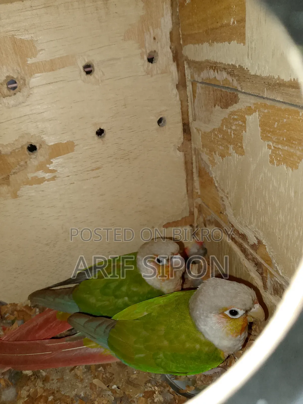 ককাটেল/কূনোর রানিং মাস্টার পেয়ার বিক্রি হবে