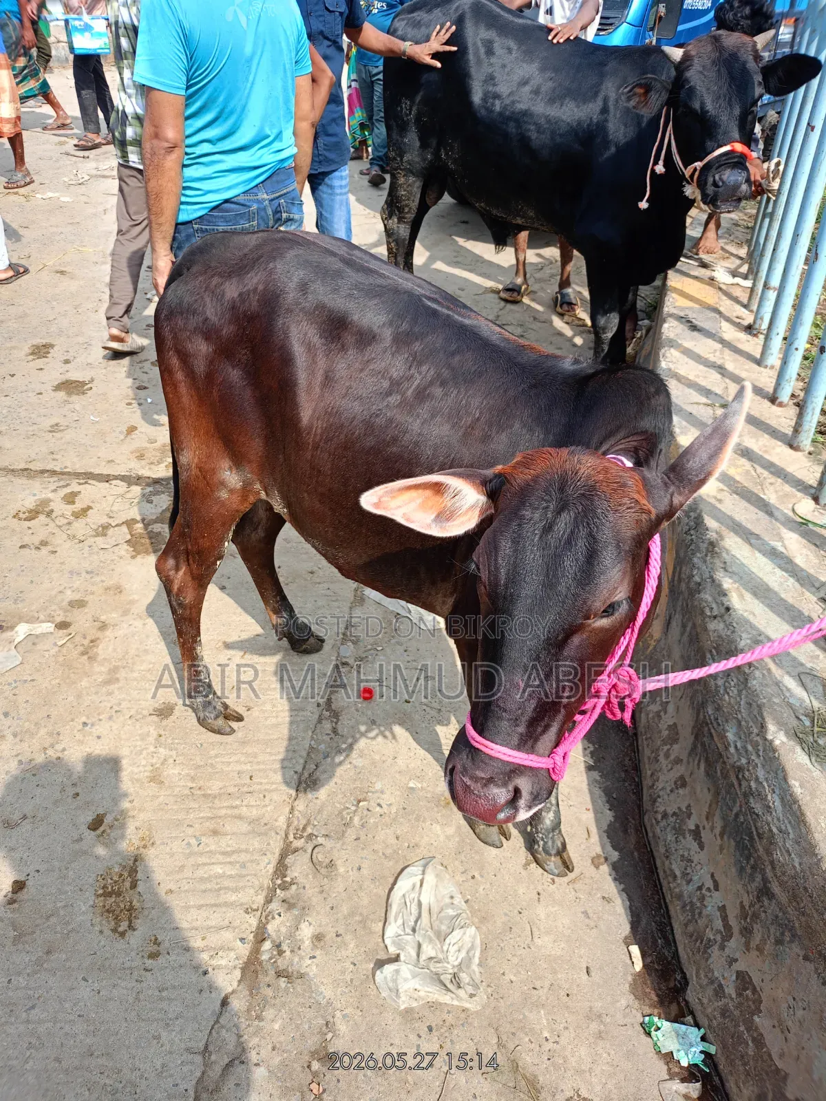 Heifer calf