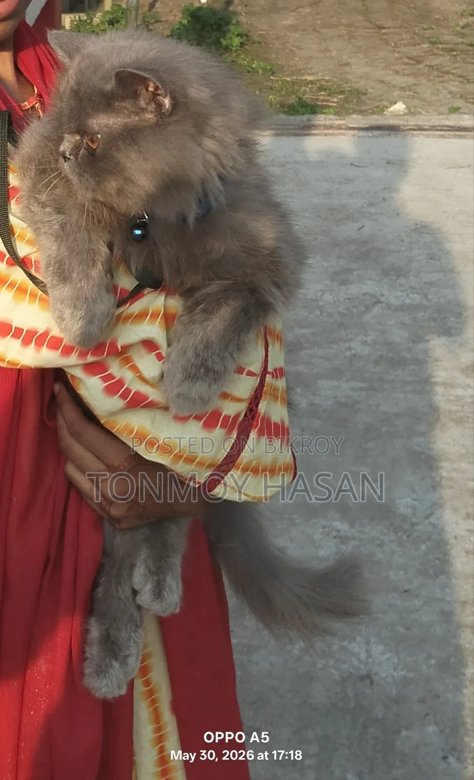 3-6 months Male Purebred Persian