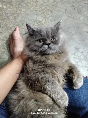 3-6 months Male Purebred Persian
