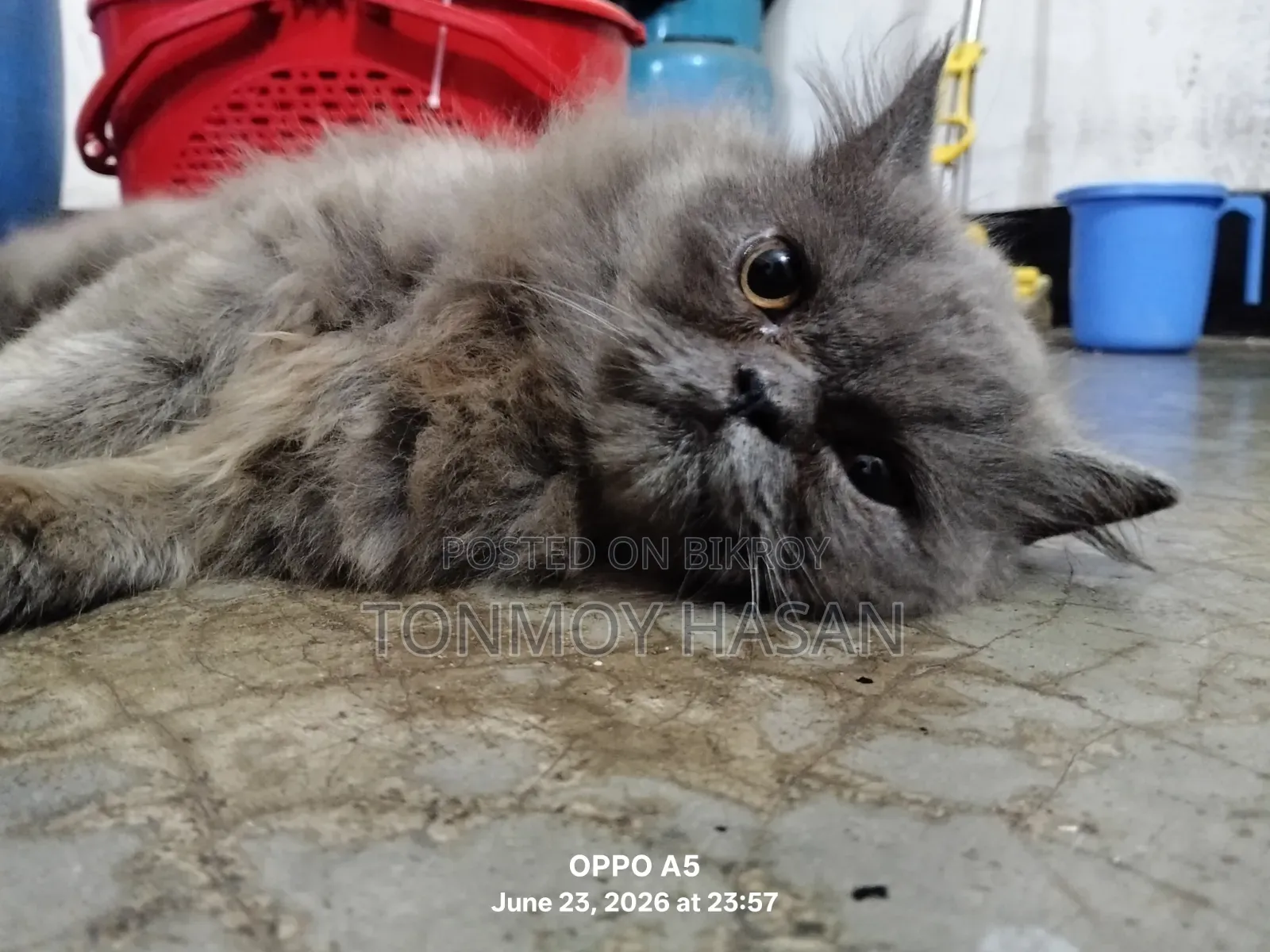 3-6 months Male Purebred Persian