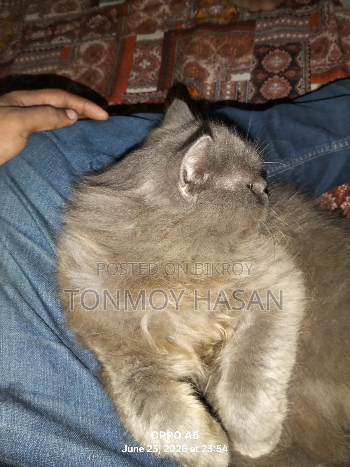 3-6 months Male Purebred Persian