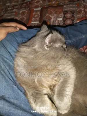 3-6 months Male Purebred Persian