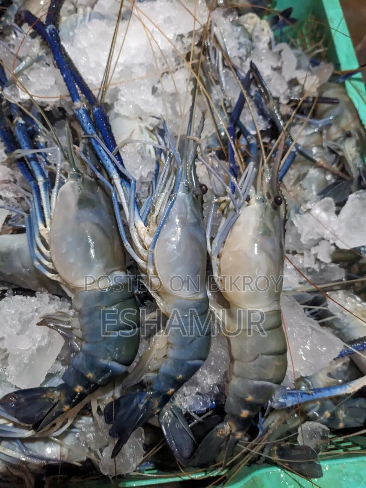 Giant Freshwater Prawn For Sale