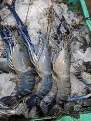 Giant Freshwater Prawn For Sale